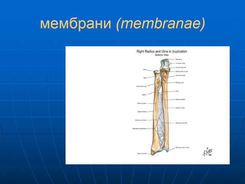 мембрани (membranae)